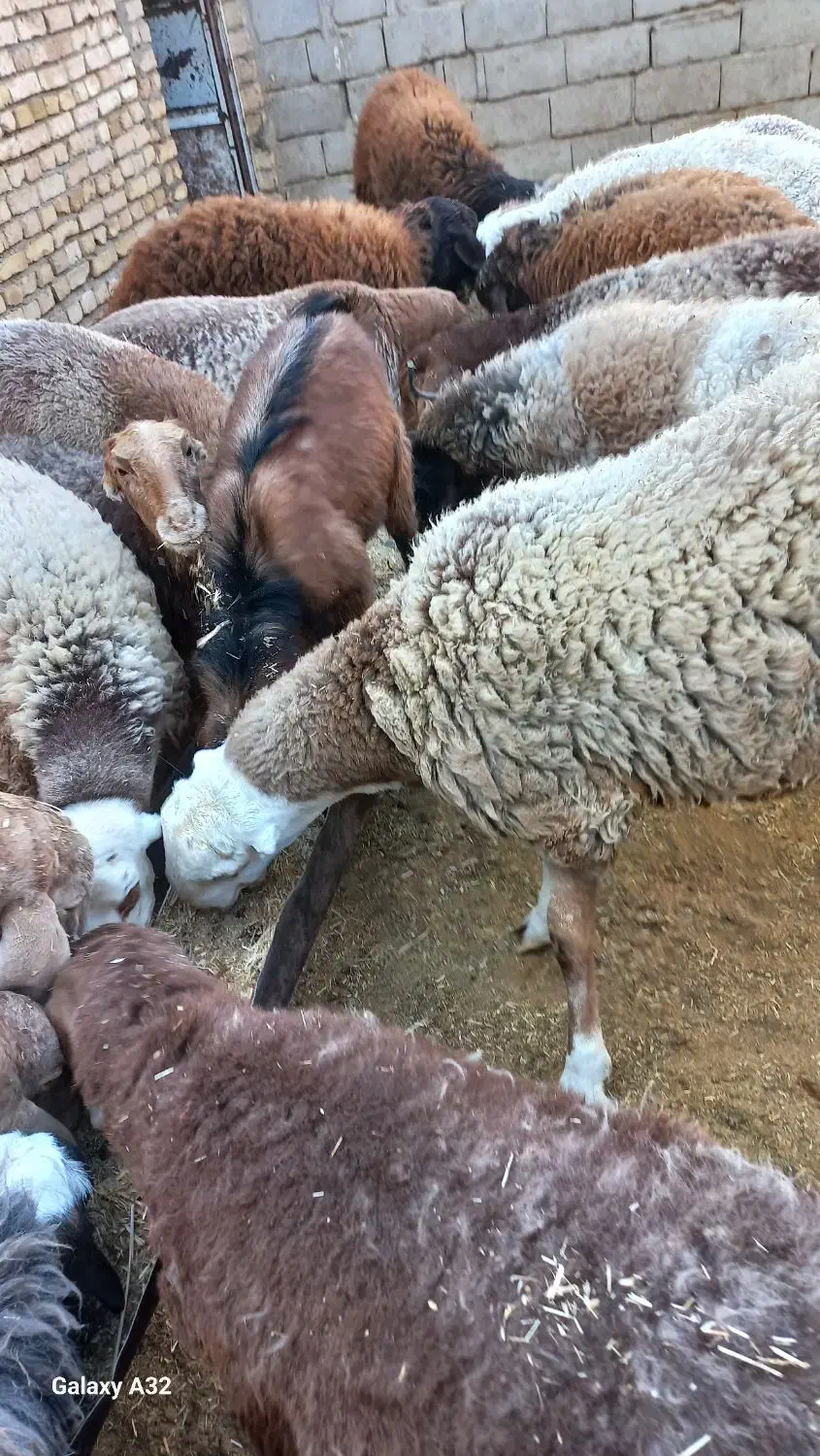 بره کشتاری|حیوانات مزرعه|بردسکن, |دیوار