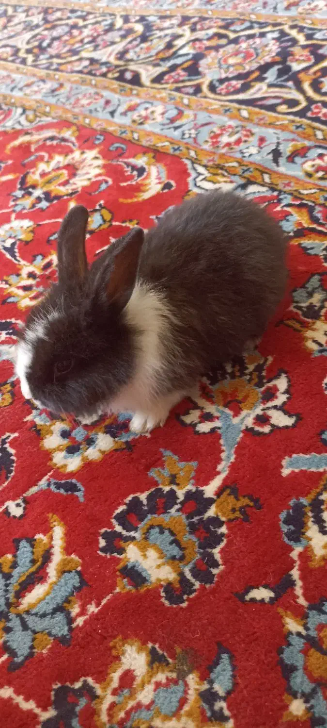 خرگوش|موش و خرگوش|جوادآباد, |دیوار