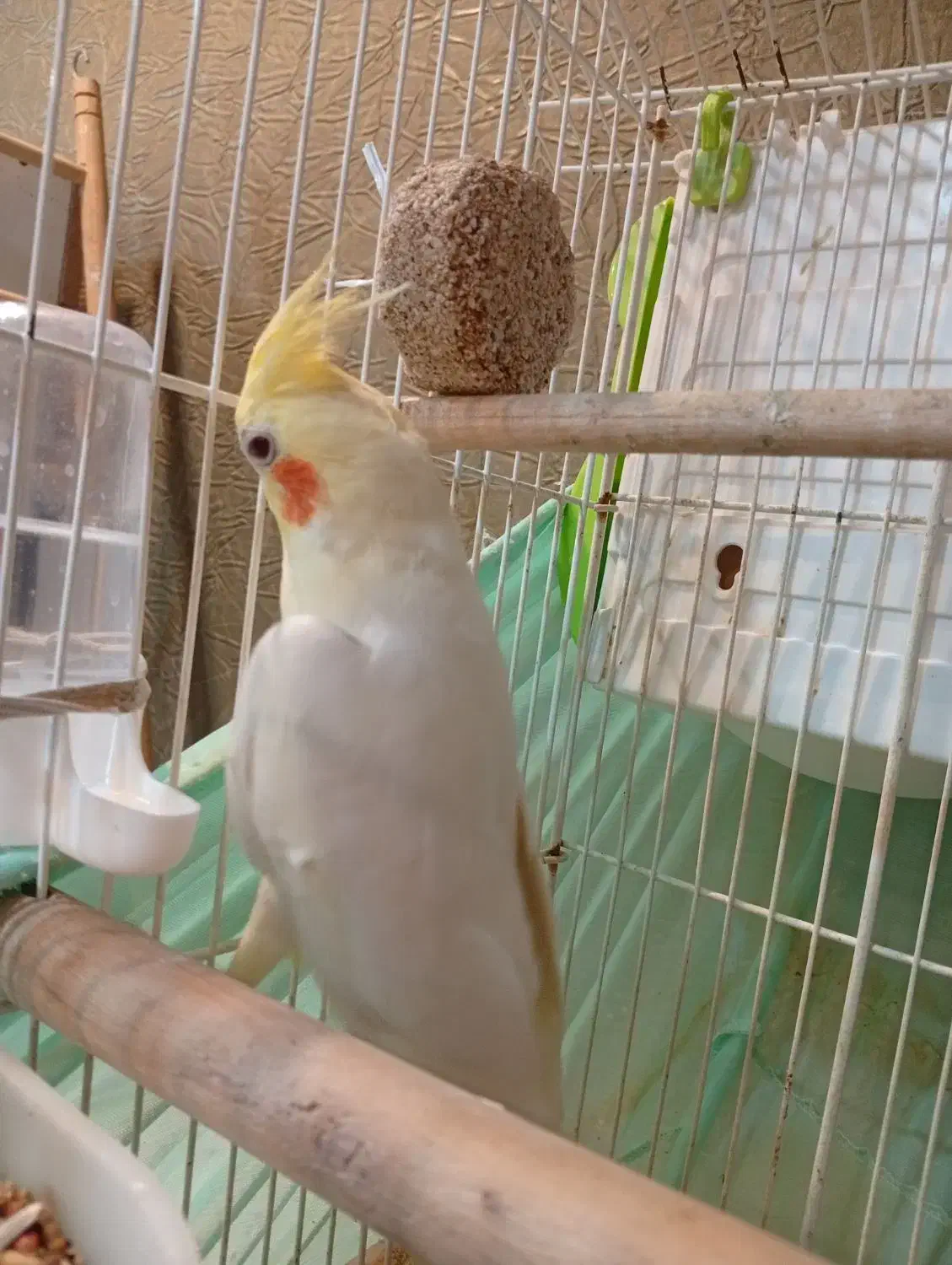 عروس هلندی نرلوتینو2ساله بالغ|پرنده|کیش, |دیوار