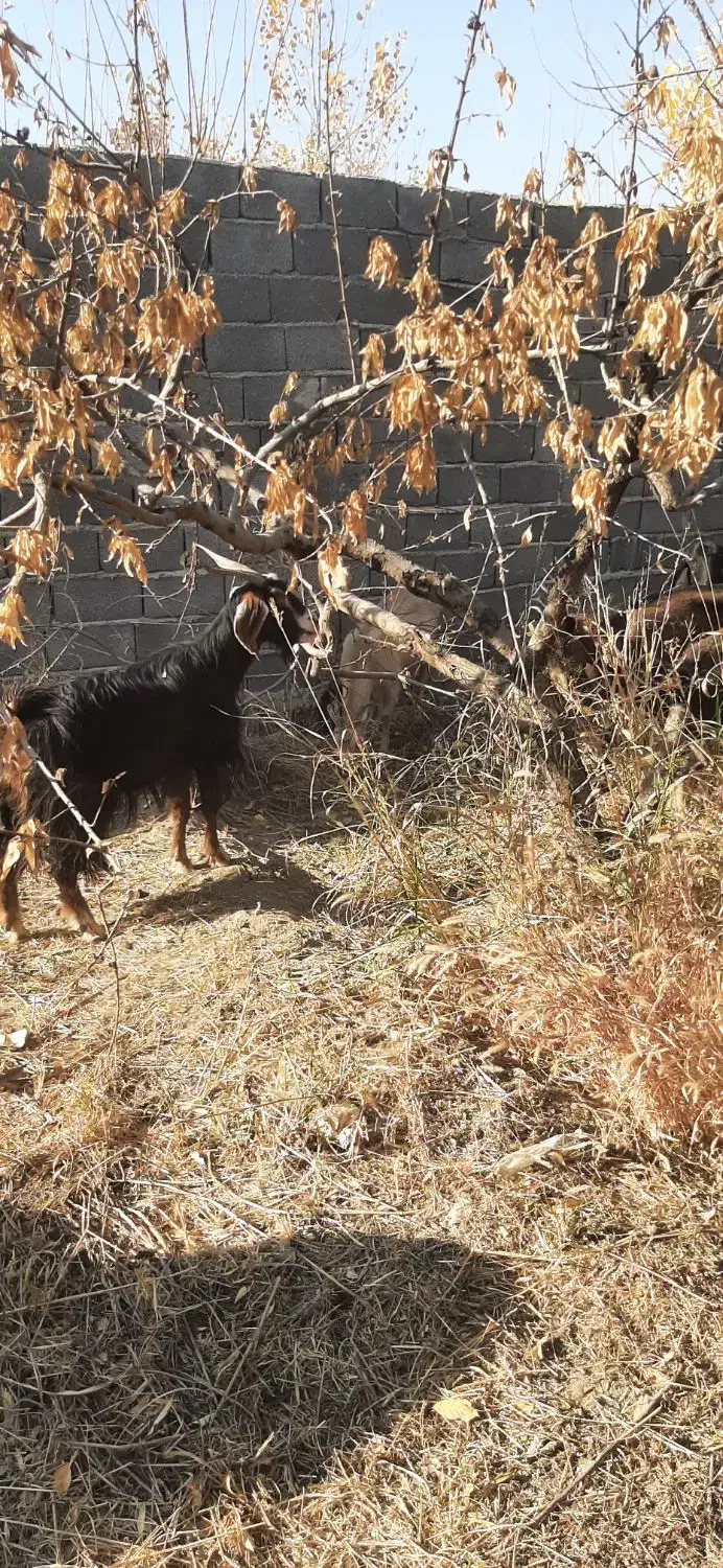 بز بزغاله گوسفند بره|حیوانات مزرعه|هشتگرد, ایقربلاغ|دیوار