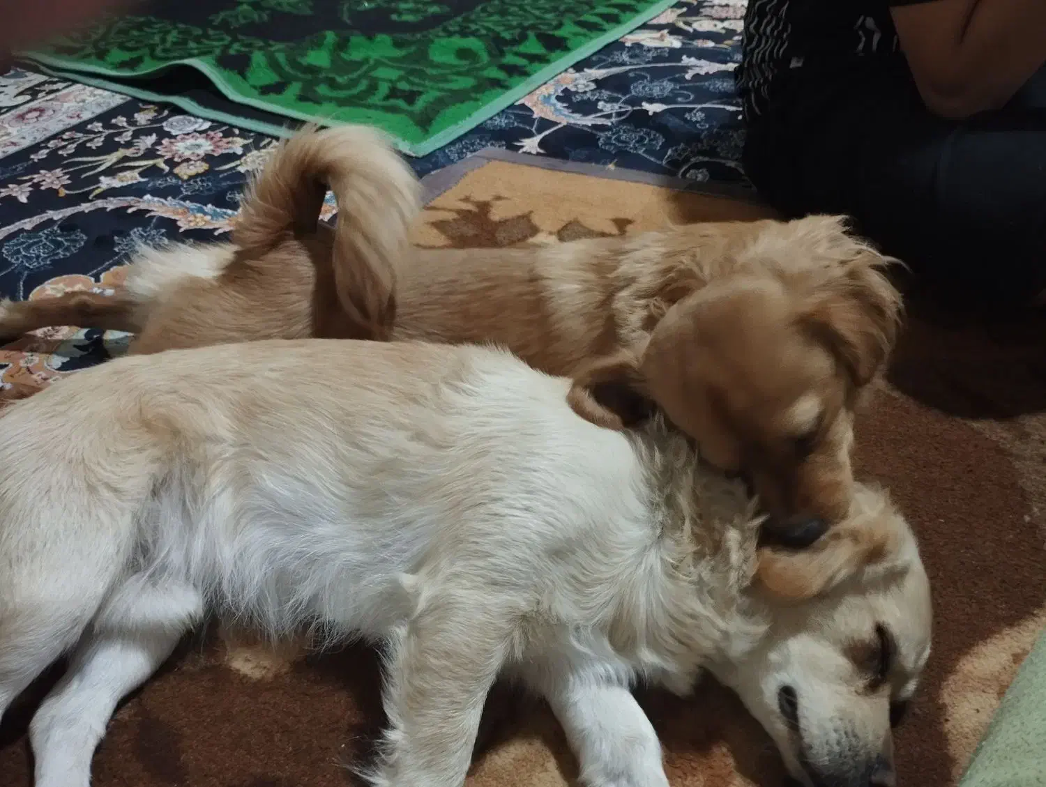 سگ گمشده|حیوانات|ساوه, |دیوار