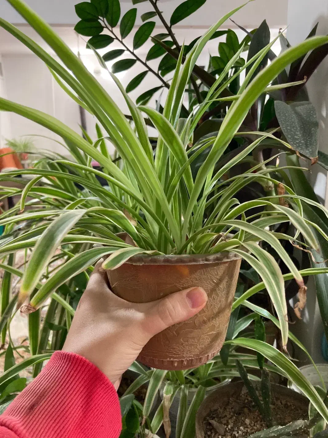 گل گندمی|گل و گیاه طبیعی|مشهد, سیس‌آباد|دیوار