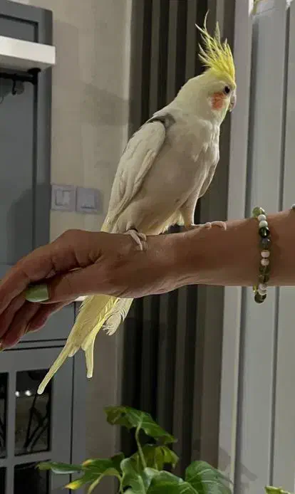 عروس هلندی جوان|پرنده|ری, ظهیرآباد|دیوار