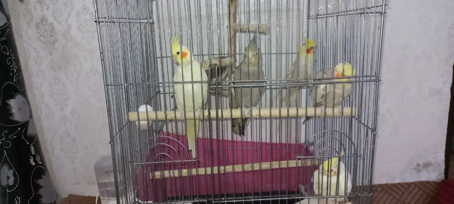 پرنده|پرنده|سوسنگرد, |دیوار