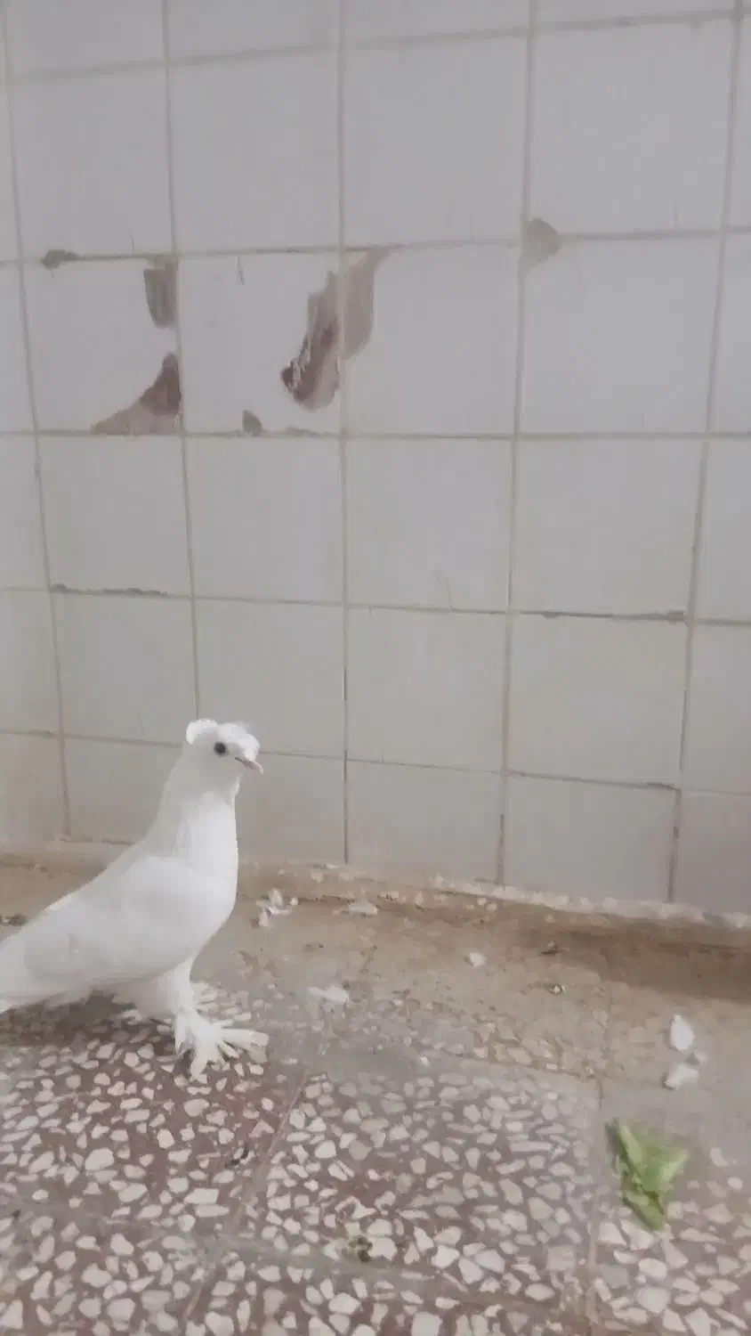 پرنده|حراج|قم, ناصردیوان|دیوار