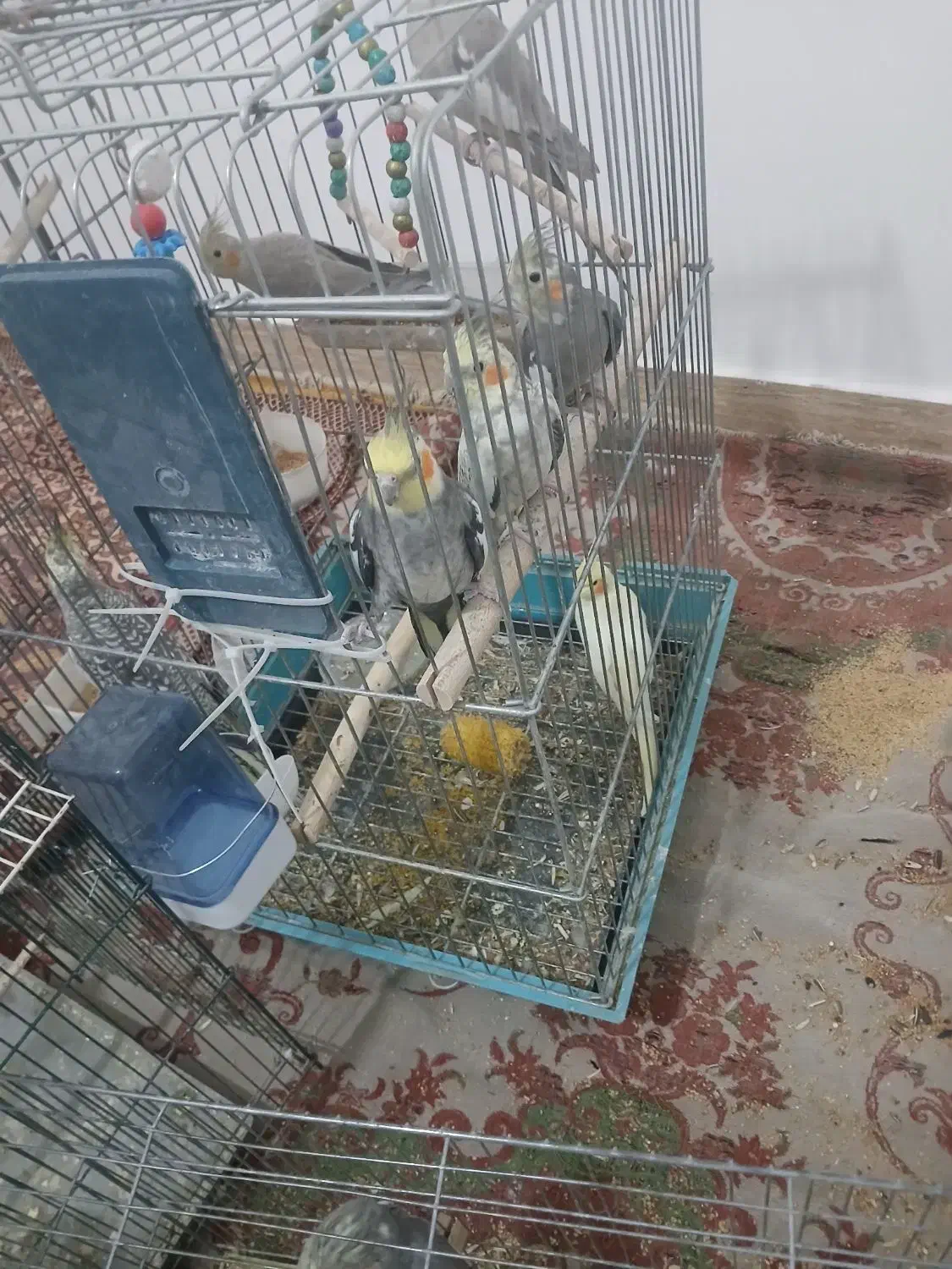 فروش ویژه عروس هلندی دستی و جفتی و تکی نر وماده|پرنده|داراب, |دیوار