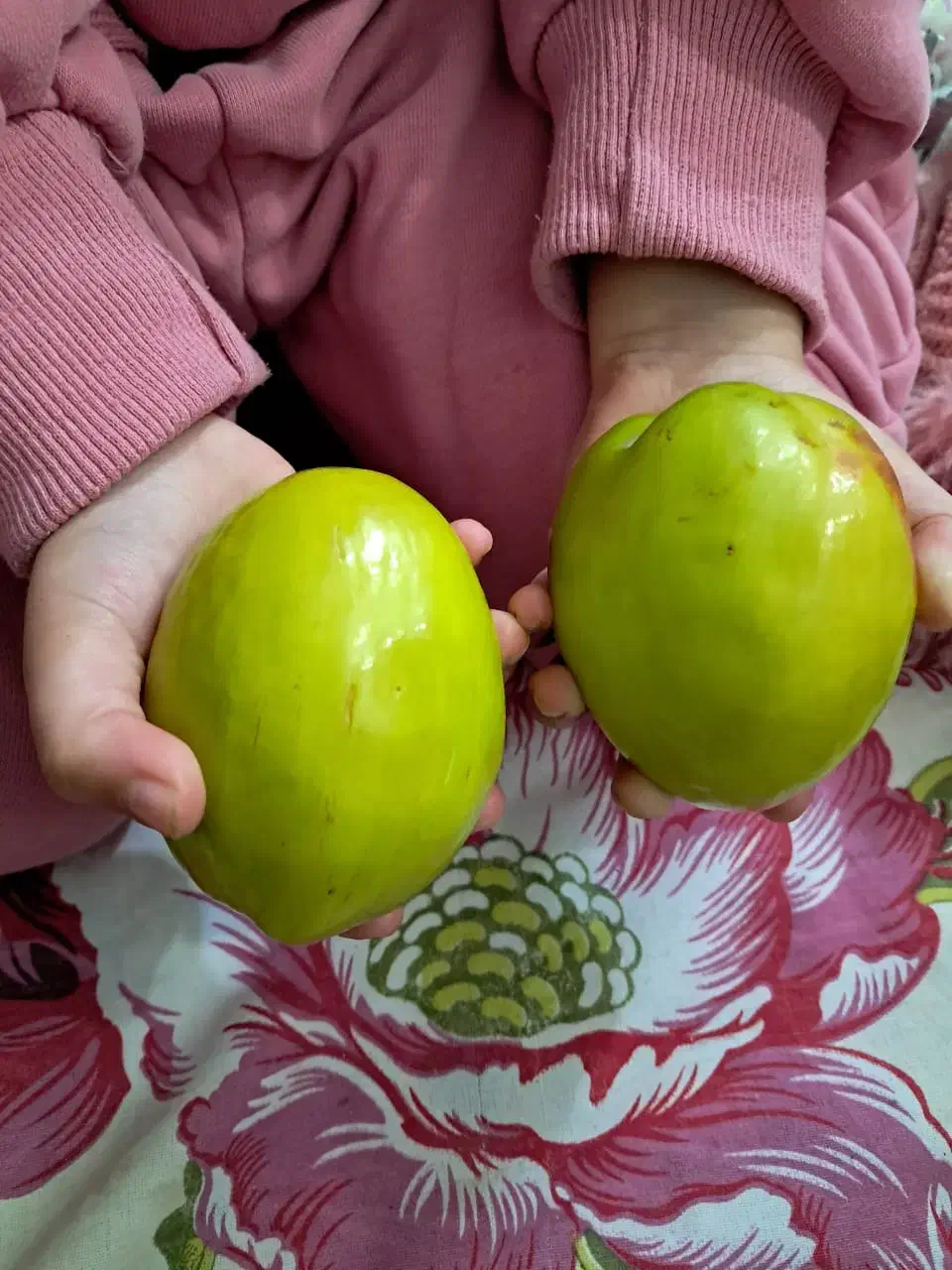 نهال پولساز کنار تایلندی سوپرلوکس|خدمات باغبانی و درختکاری|گراش, |دیوار