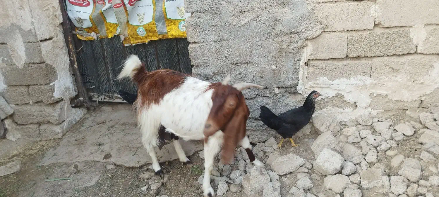 بز وکهره|حیوانات مزرعه|آبپخش, |دیوار