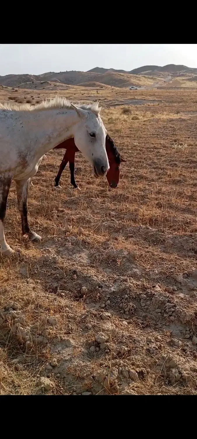 چارتا مادیان همه عرب وسواری|اسب و تجهیزات اسب‌سواری|اهواز, دانشگاه چمران|دیوار