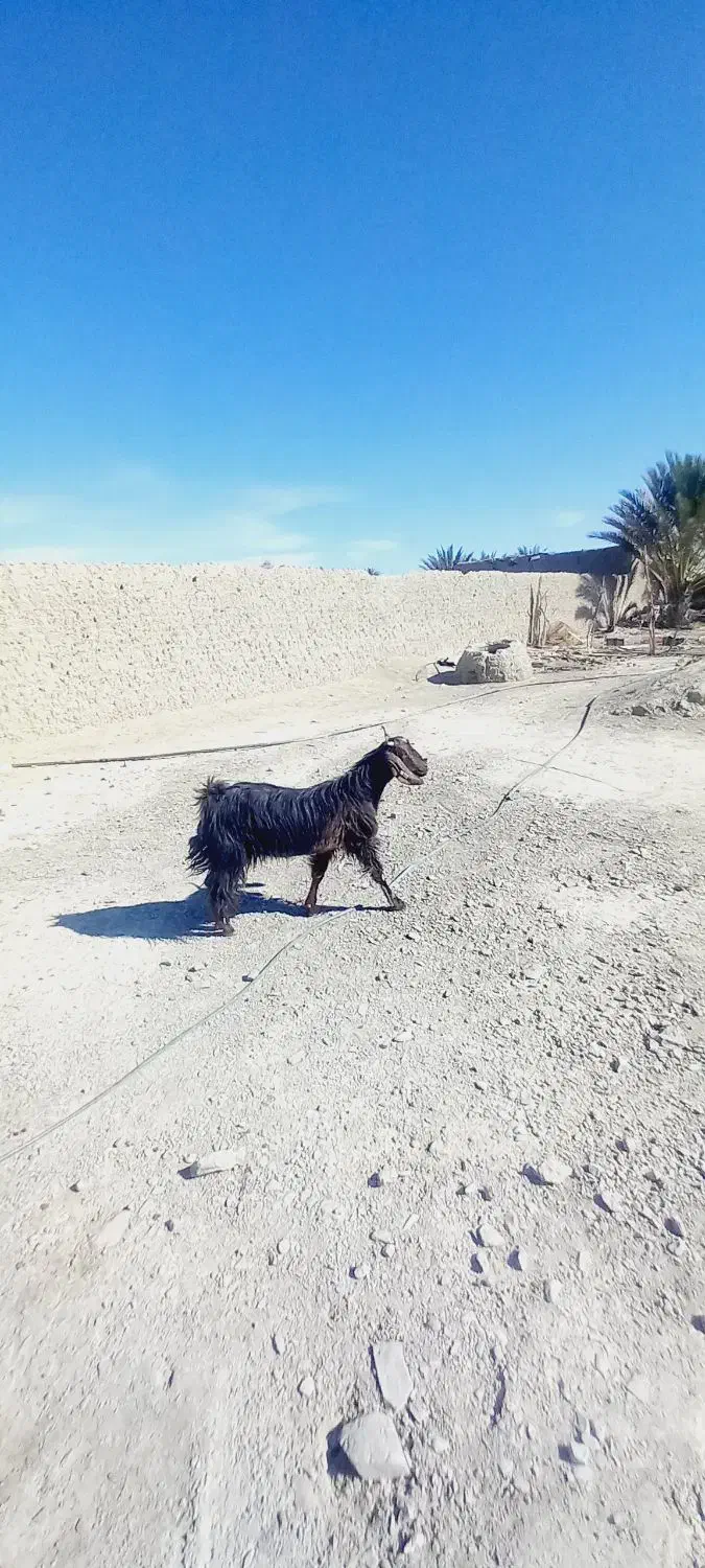 بز آبستن ۳عدد|حیوانات مزرعه|ایرانشهر, |دیوار