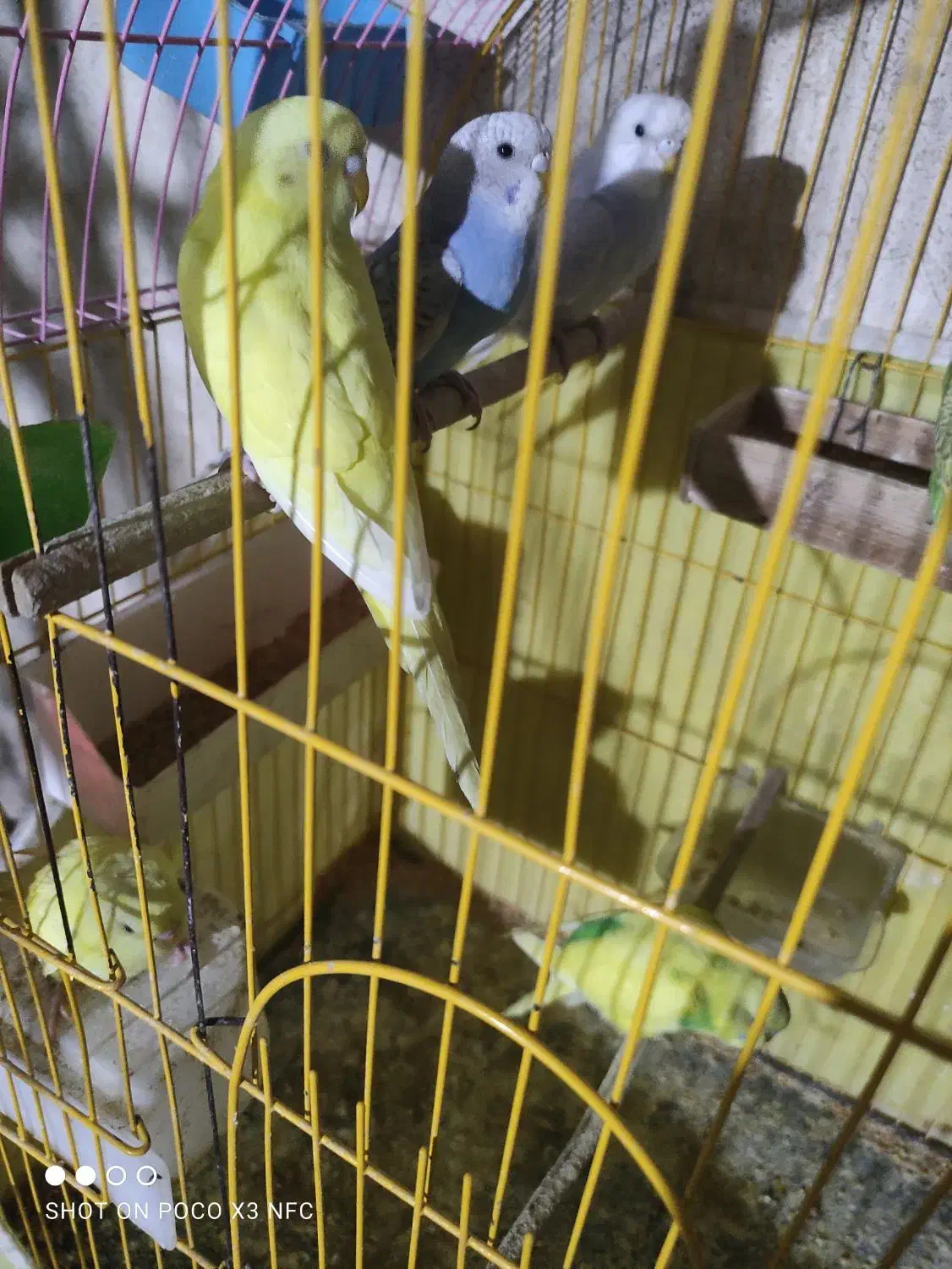 مرغ عشق|پرنده|آزادشهر, |دیوار