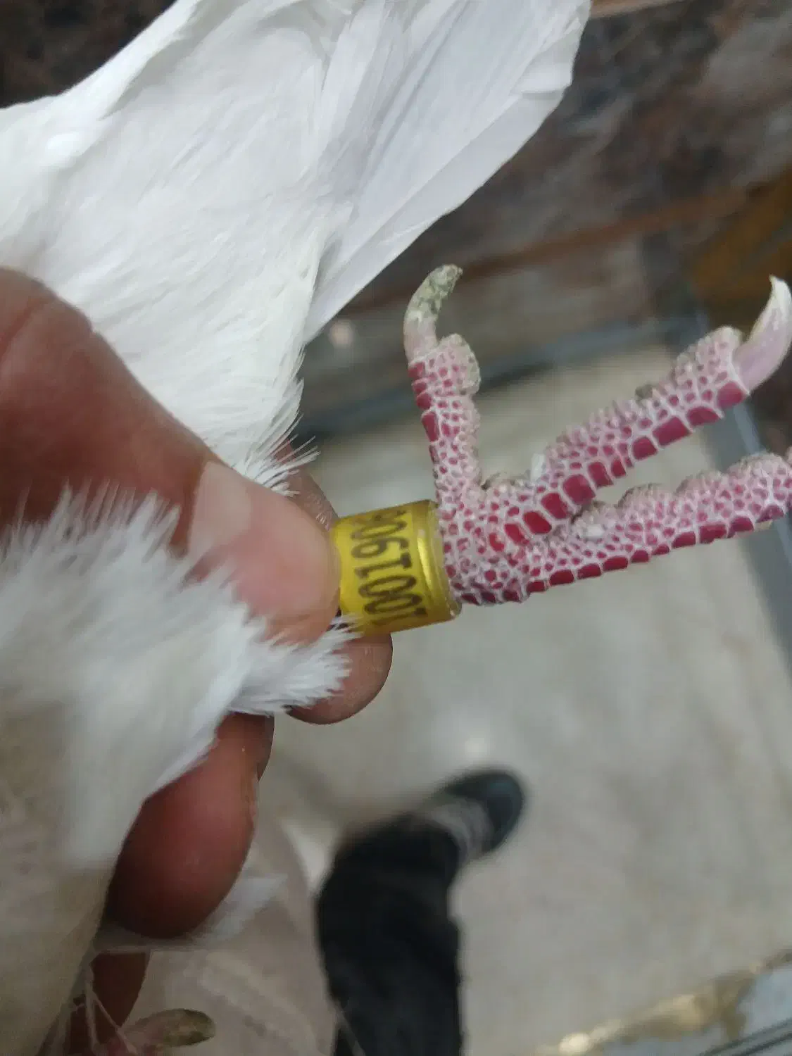 ماده پلاکی|پرنده|پاکدشت, پاکدشت (مامازند)|دیوار