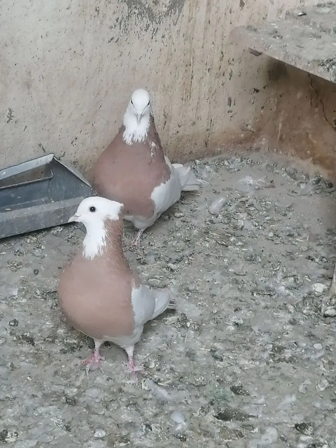 کبوتر طوقی|پرنده|اسدآباد, |دیوار