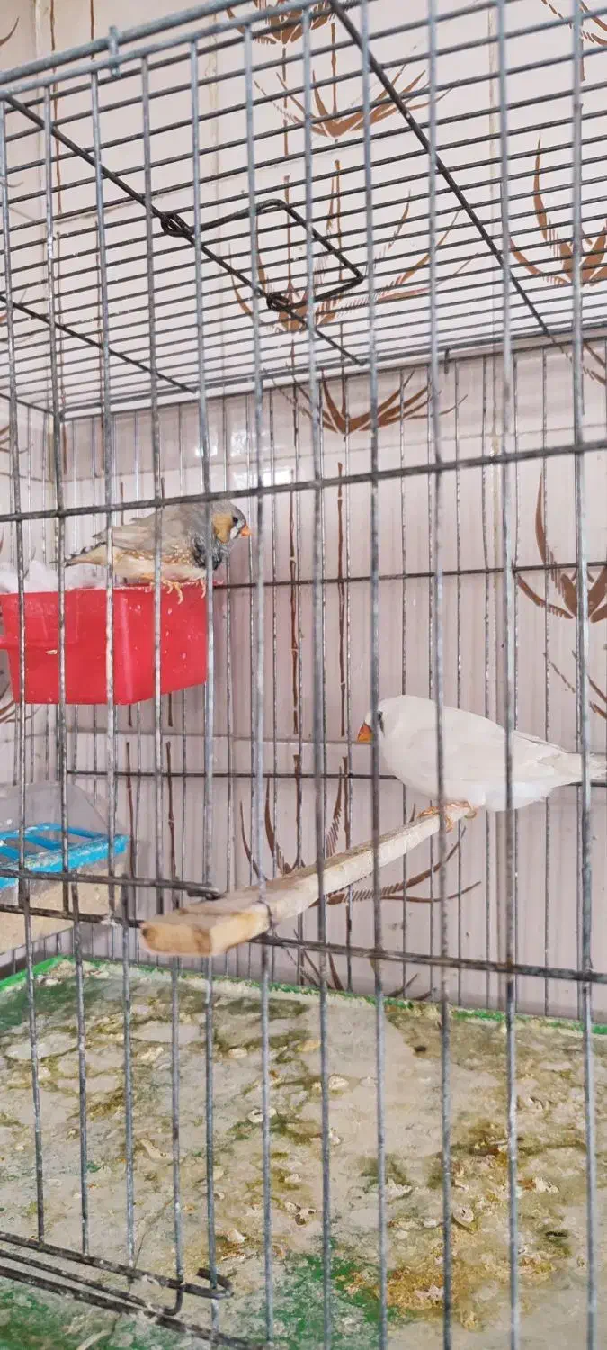 جفت فنج سوپر کینگ|پرنده|مرودشت, ابوذر شمالی‎|دیوار