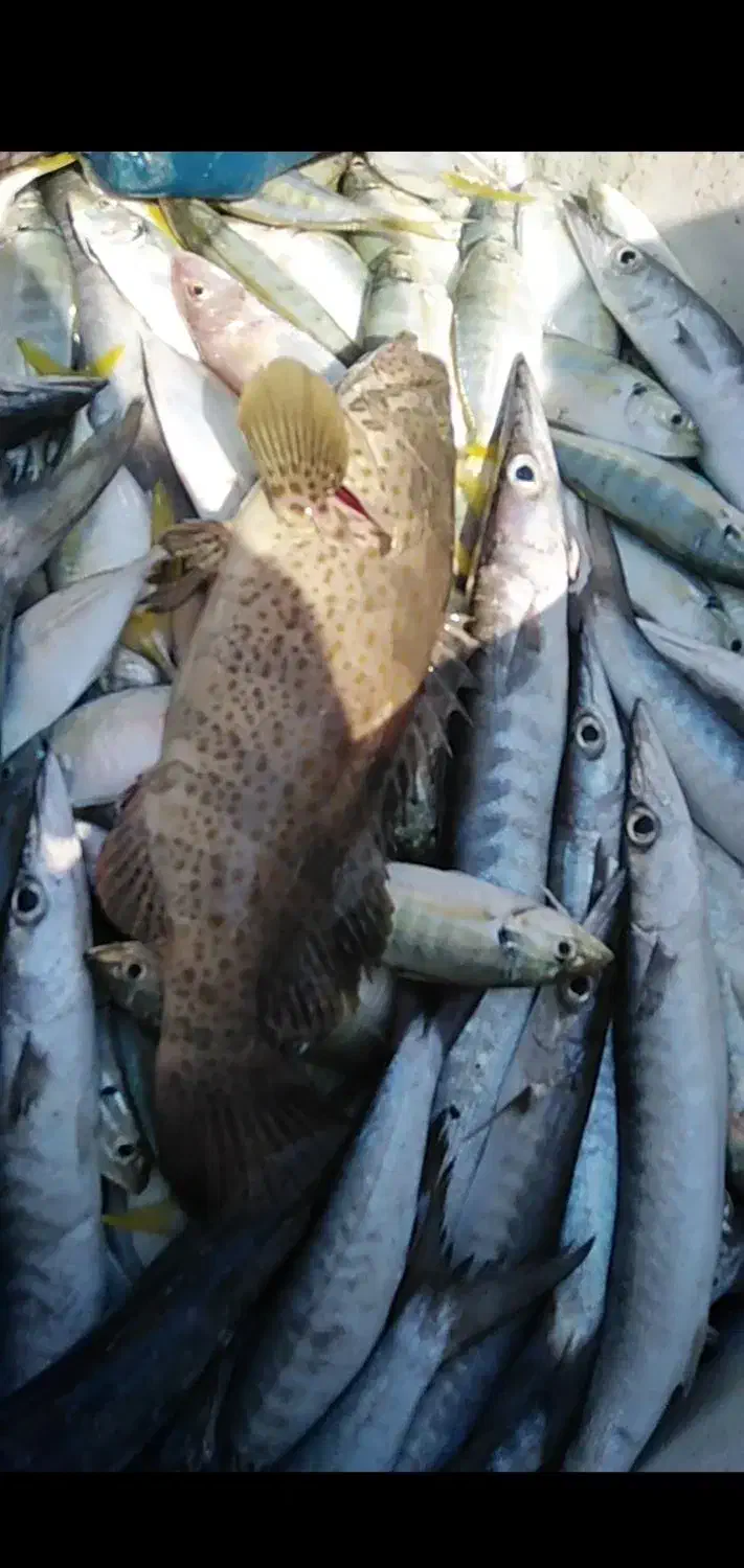 توردولمی قالب 18|ماهیگیری|بوشهر, |دیوار