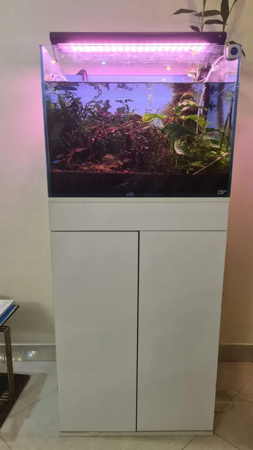 آکواریوم حرفهای پلنت|ماهی|تهران, شهرآرا|دیوار