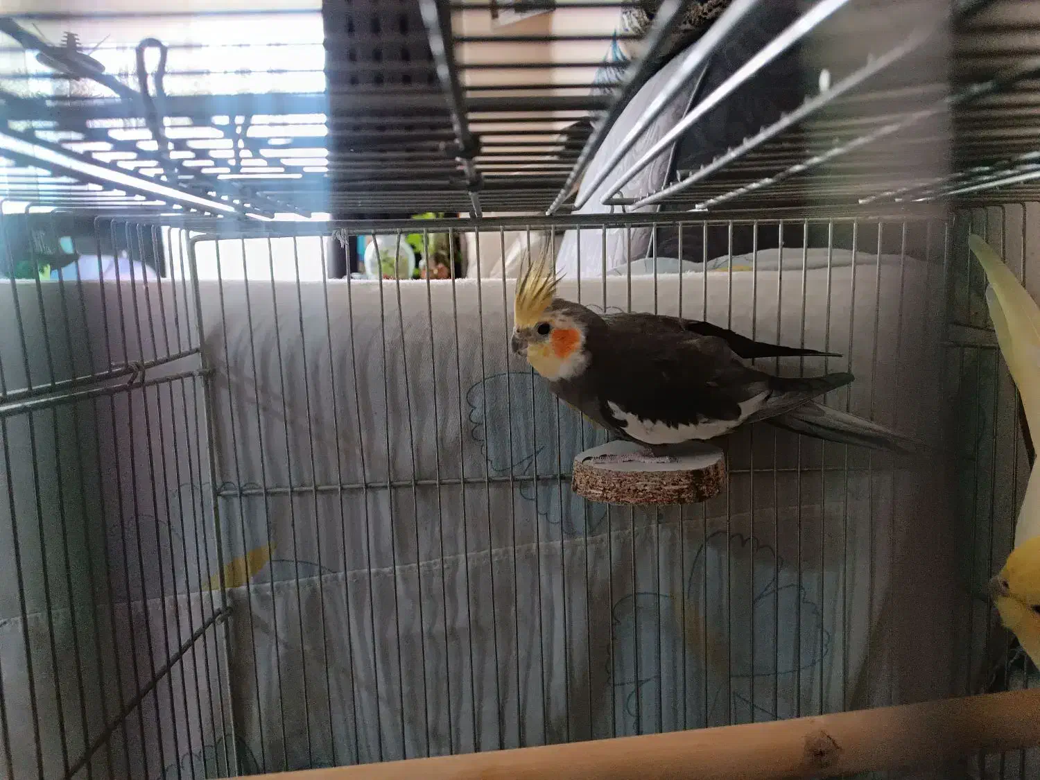 عروس هلندی|پرنده|شاهین‌شهر, مسکن مهر|دیوار