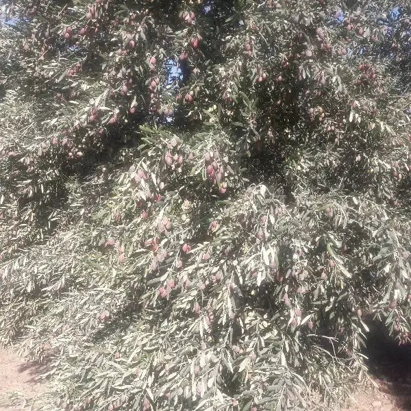 کارگر برای باغ زیتون|استخدام سرایداری و نظافت|سقز, |دیوار