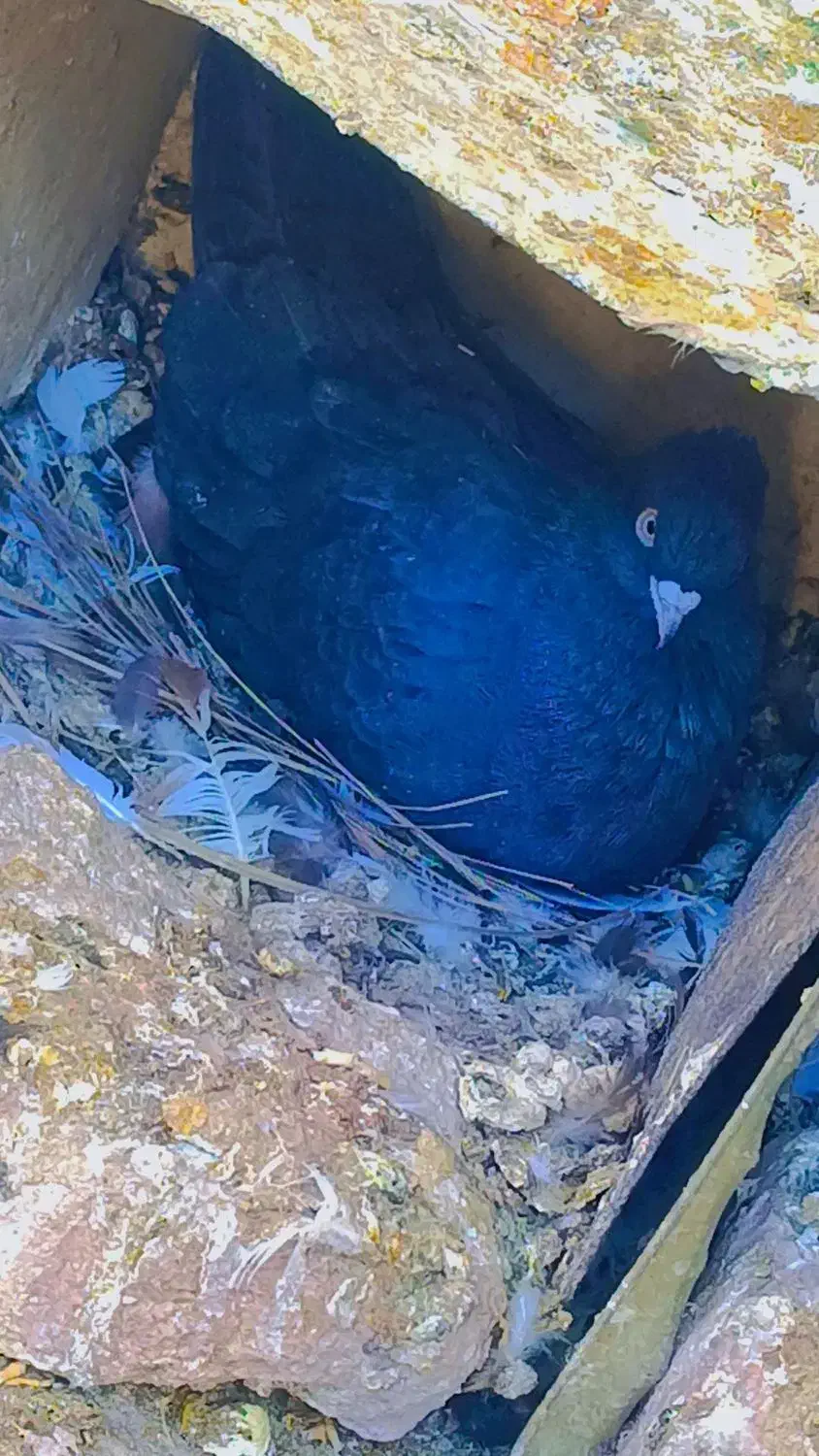 کفتر ملقی|پرنده|بم, |دیوار