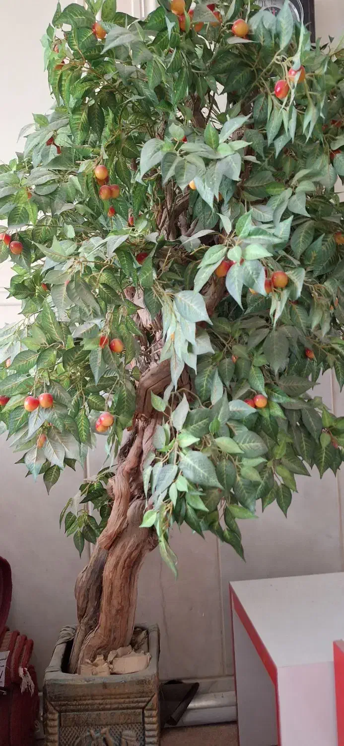 درختچه تزئینی گیلاس|گل مصنوعی|زاهدان, |دیوار