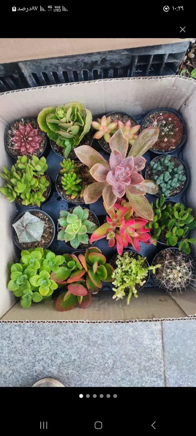 کاکتوس و مجسمه فانتزی برای شرکت ها اداره ها.منازل|گل و گیاه طبیعی|تهران, بازار|دیوار