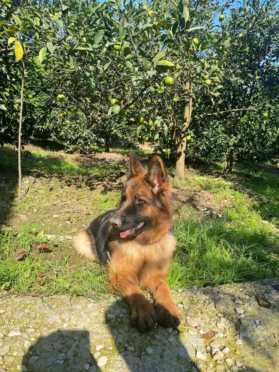 ژرمن شپرد|سگ|رشت, منظریه|دیوار