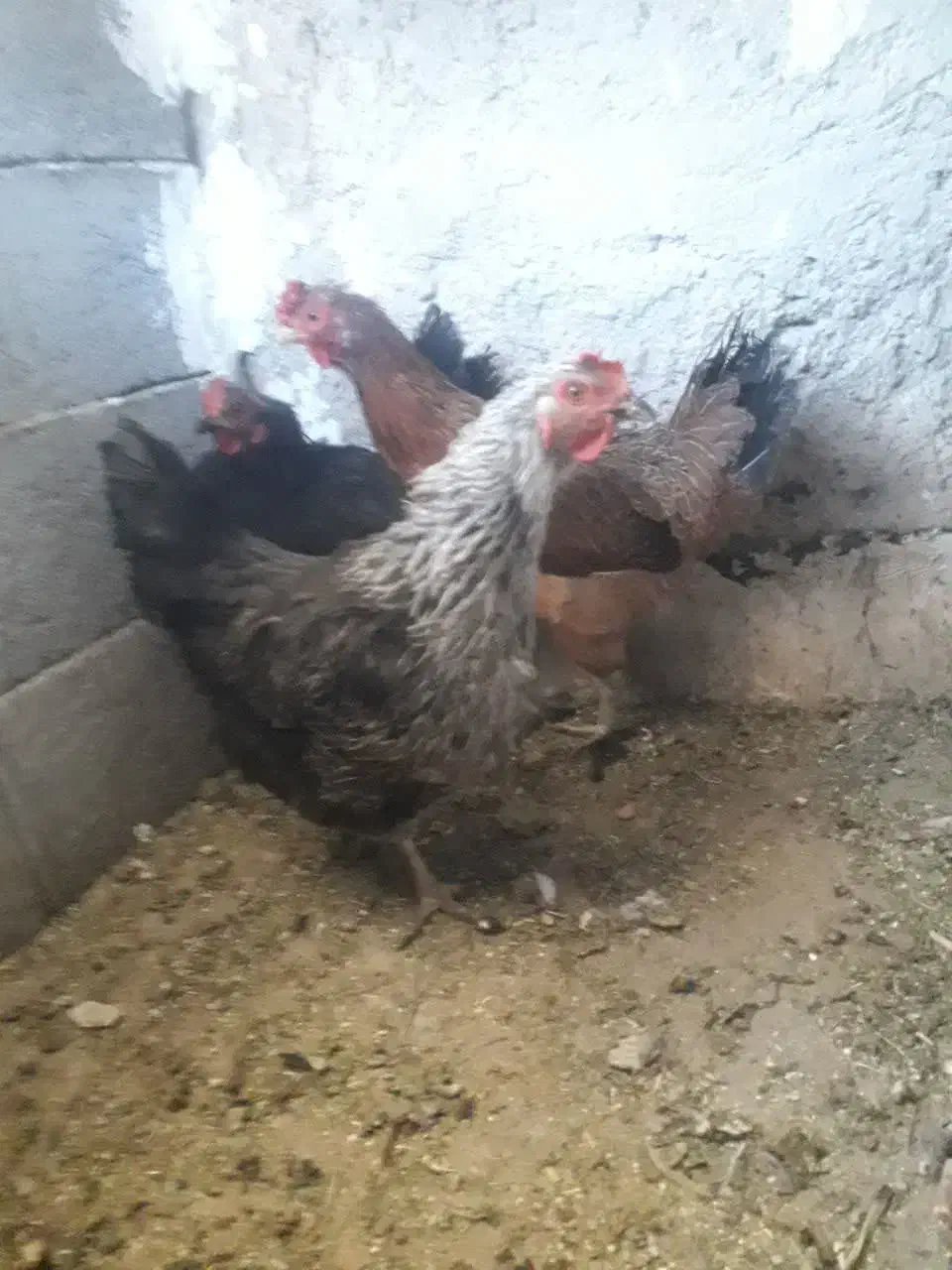 مرغ بومی تخم گذار|حیوانات مزرعه|خمینی‌شهر, |دیوار