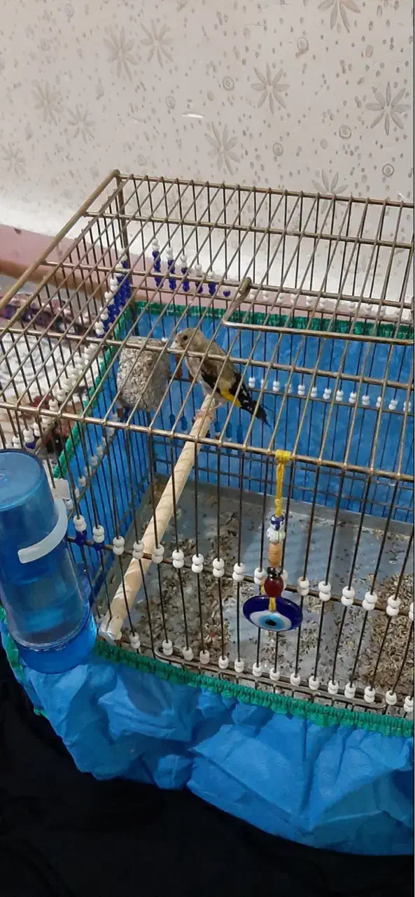 سهره|پرنده|آبادان, |دیوار