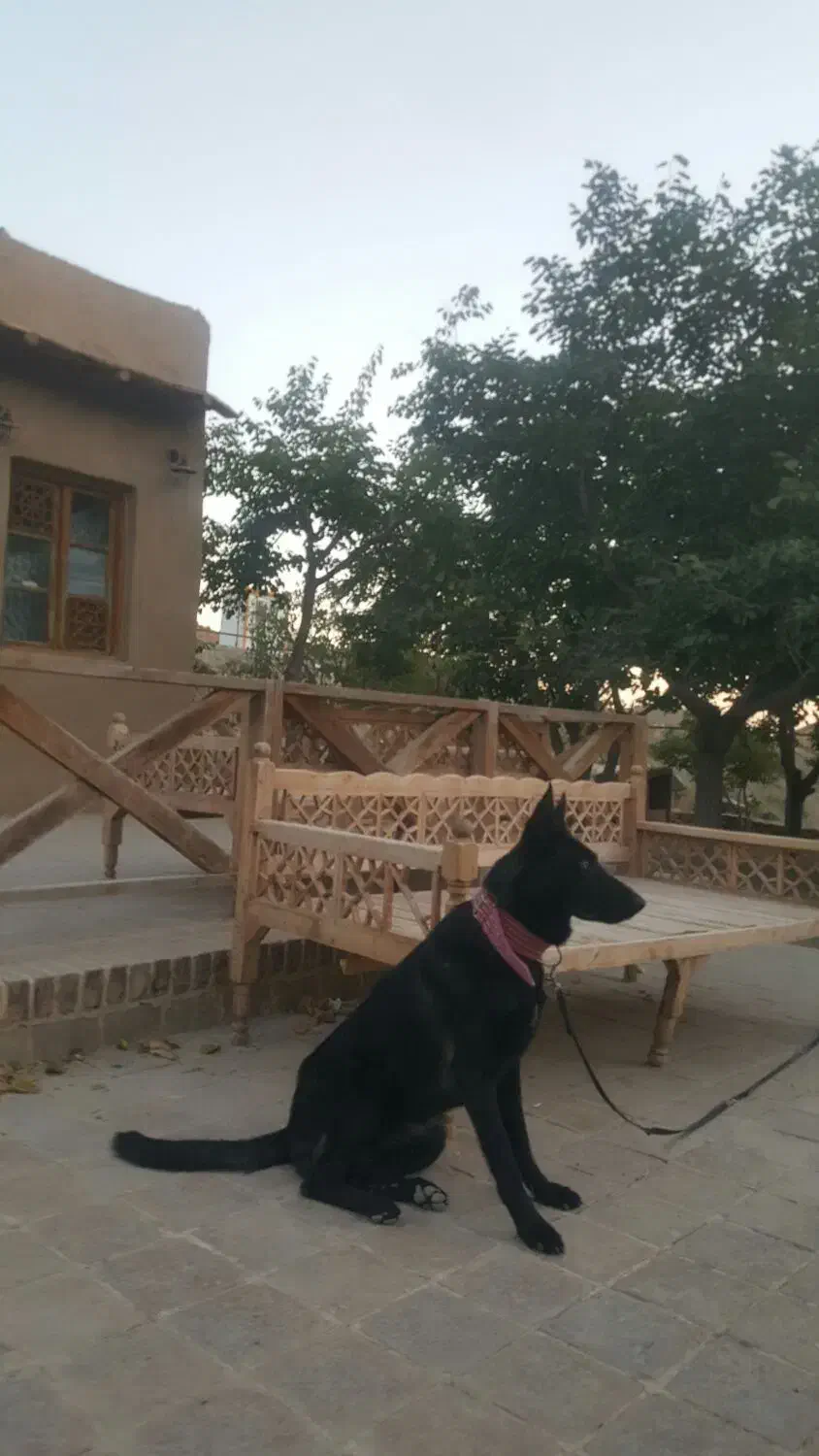 ژرمن بلک ورک|سگ|مشهد, صیاد شیرازی|دیوار