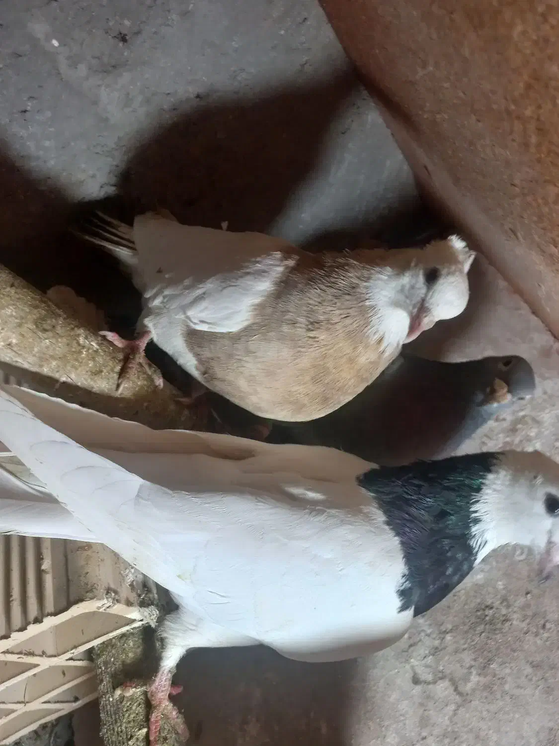 کبوتر|پرنده|ضیاء آباد, |دیوار