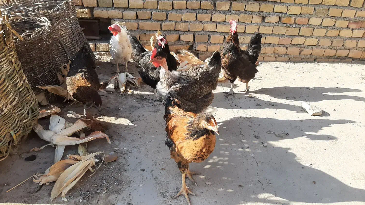 مرغ محلی|حیوانات مزرعه|سبزوار, امیر کبیر|دیوار