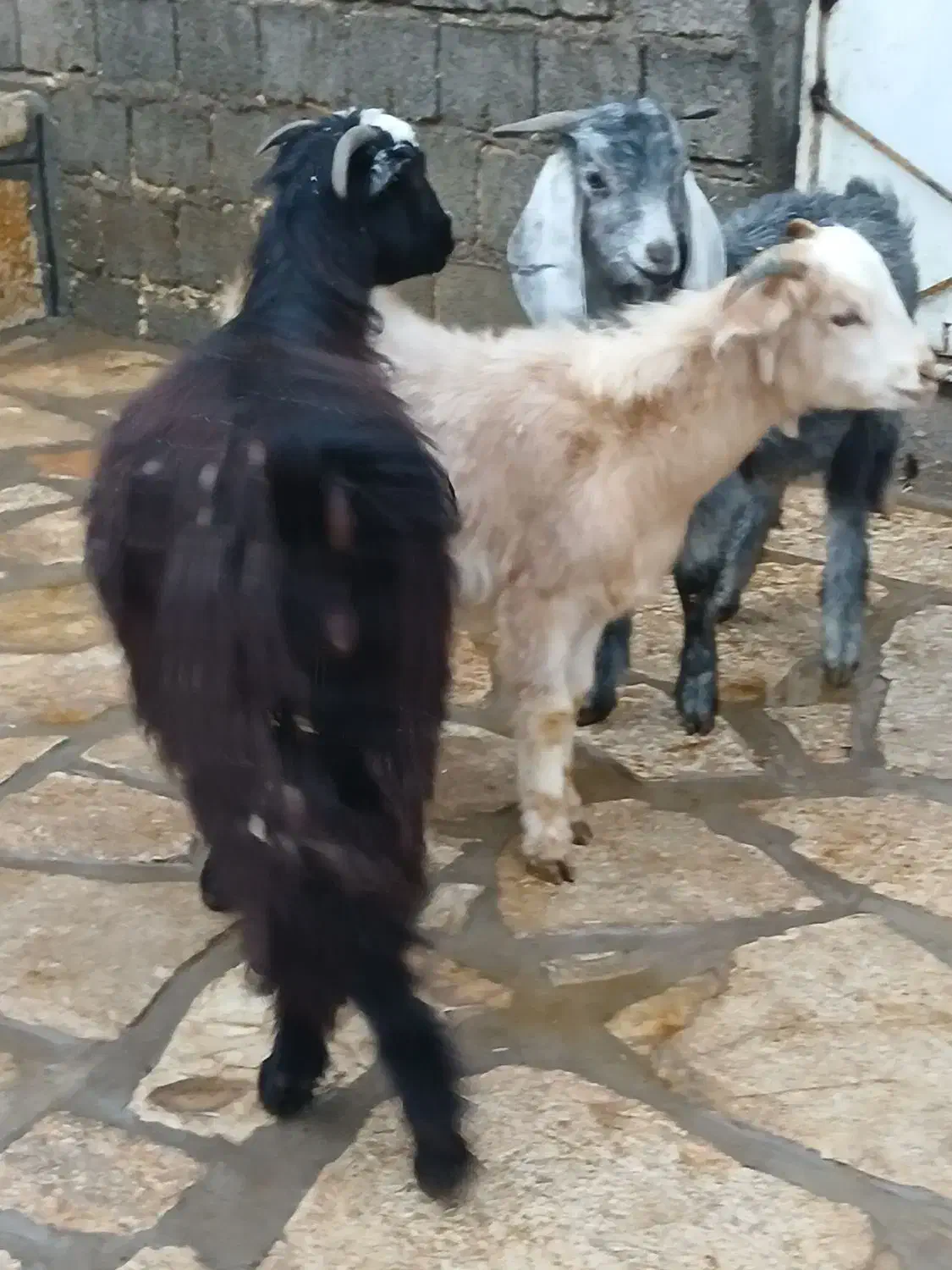 ۳راس بزغاله نر|حیوانات مزرعه|سنندج, |دیوار