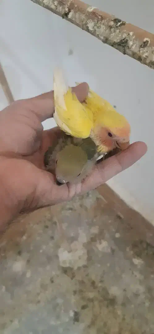 انواع پرنده ‌مرغ‌عشق کوتوله‌عروس متو قناری‌گرینچیک|پرنده|سراوان, |دیوار