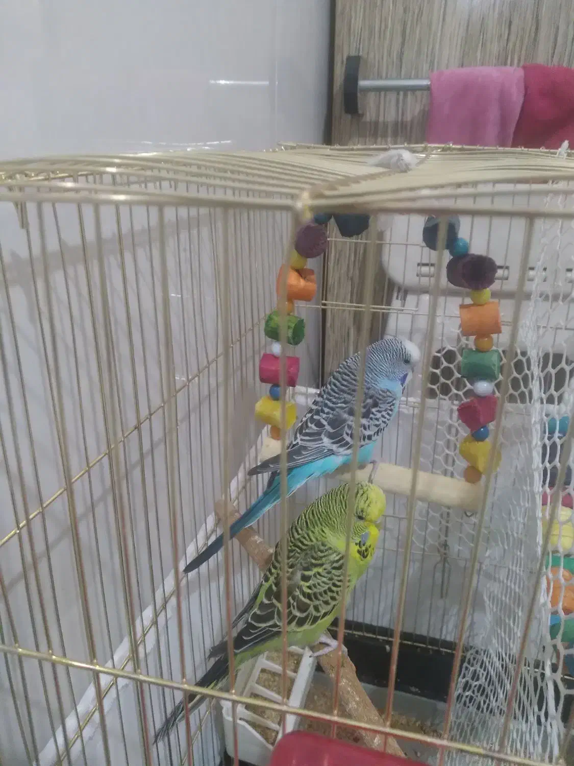 مرغ عشق انگلیسی|پرنده|تهران, خاک سفید|دیوار