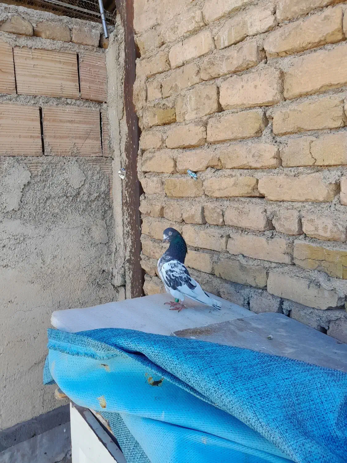 کفتر یا کبوتر|پرنده|هشتگرد, شهرک راه آهن|دیوار