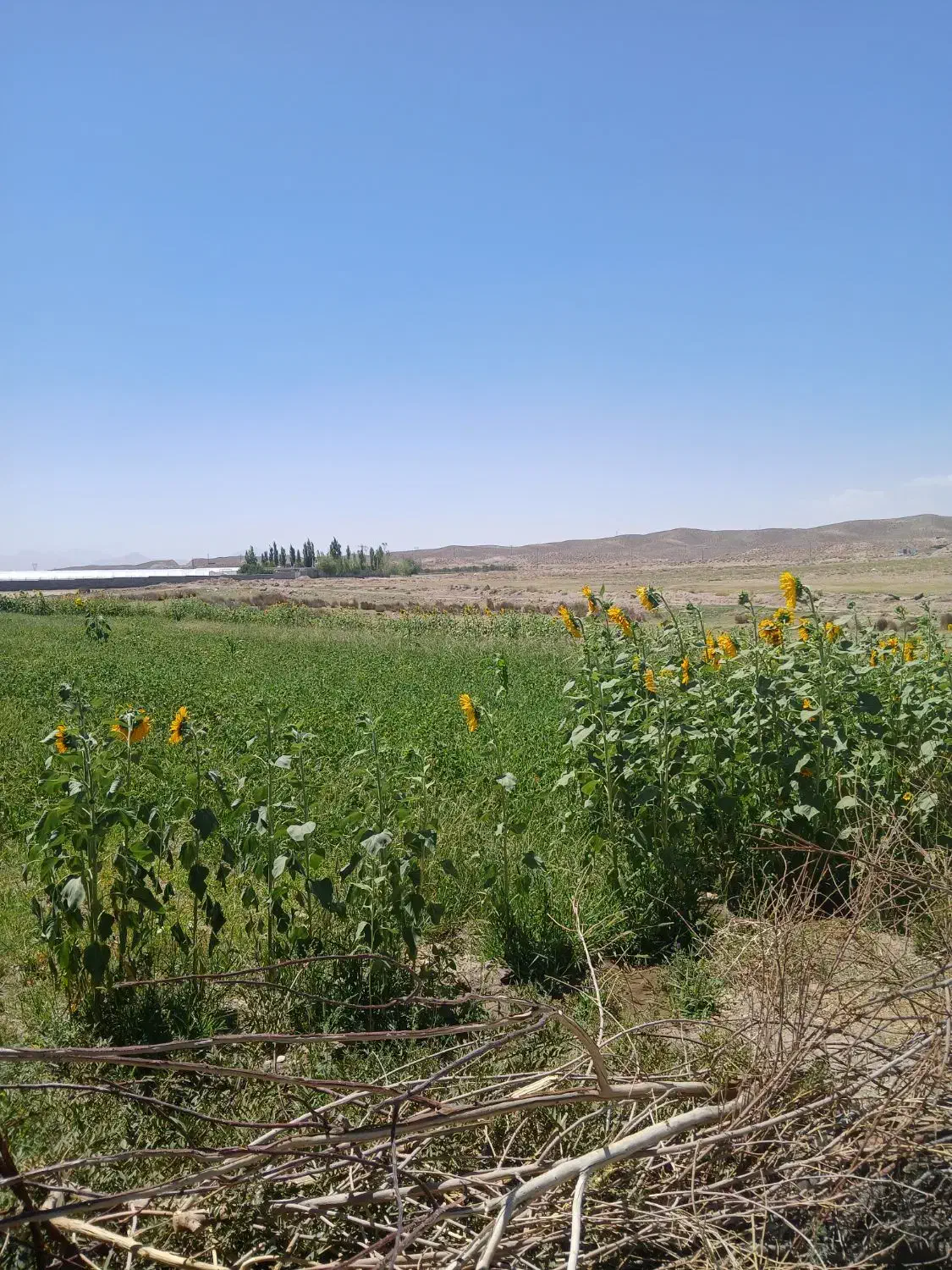 ۱۵۰ قصب زمین کشاورزی/۲۰ متر بر جاده اصلی حسن آباد|فروش زمین و ملک کلنگی|بافت, |دیوار