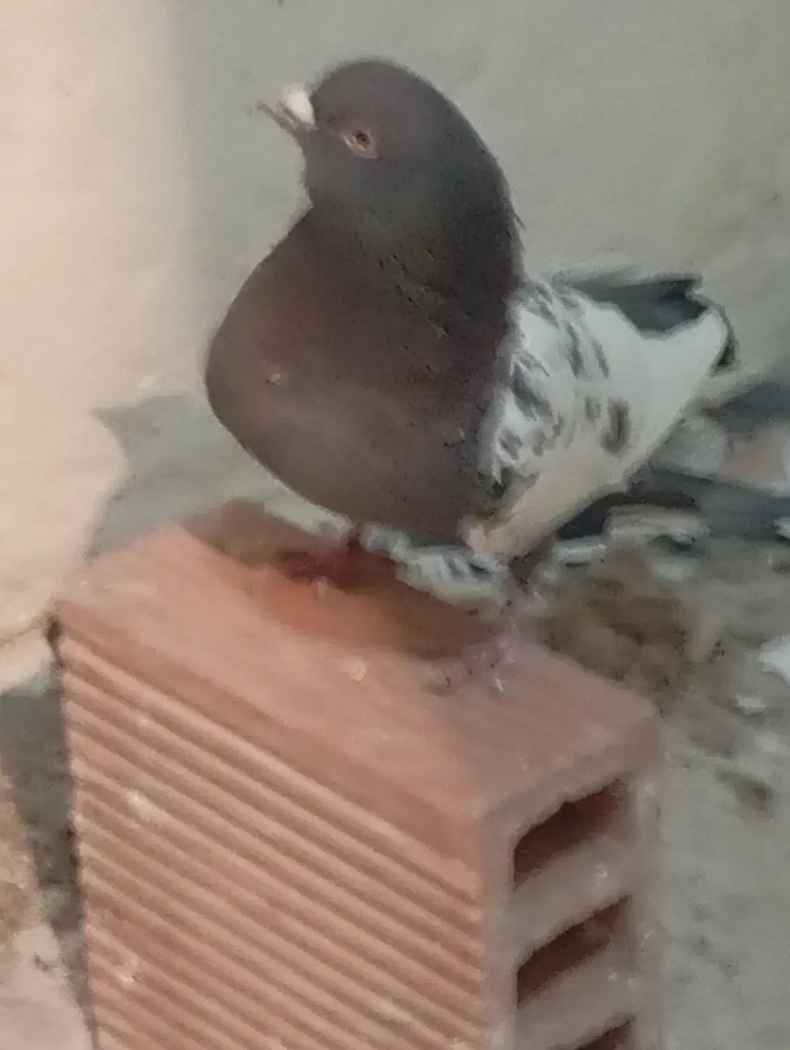 سین سبز|پرنده|رفسنجان, |دیوار