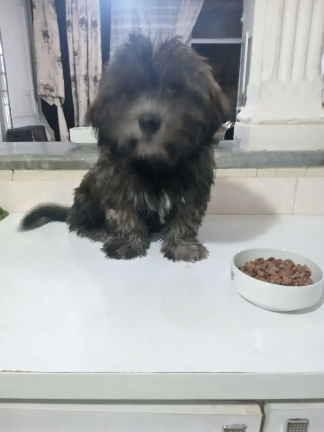 سگ  شیتزوتریر باهوش وحرف گوش کن|سگ|فردیس, شهرک شهید حسینی|دیوار