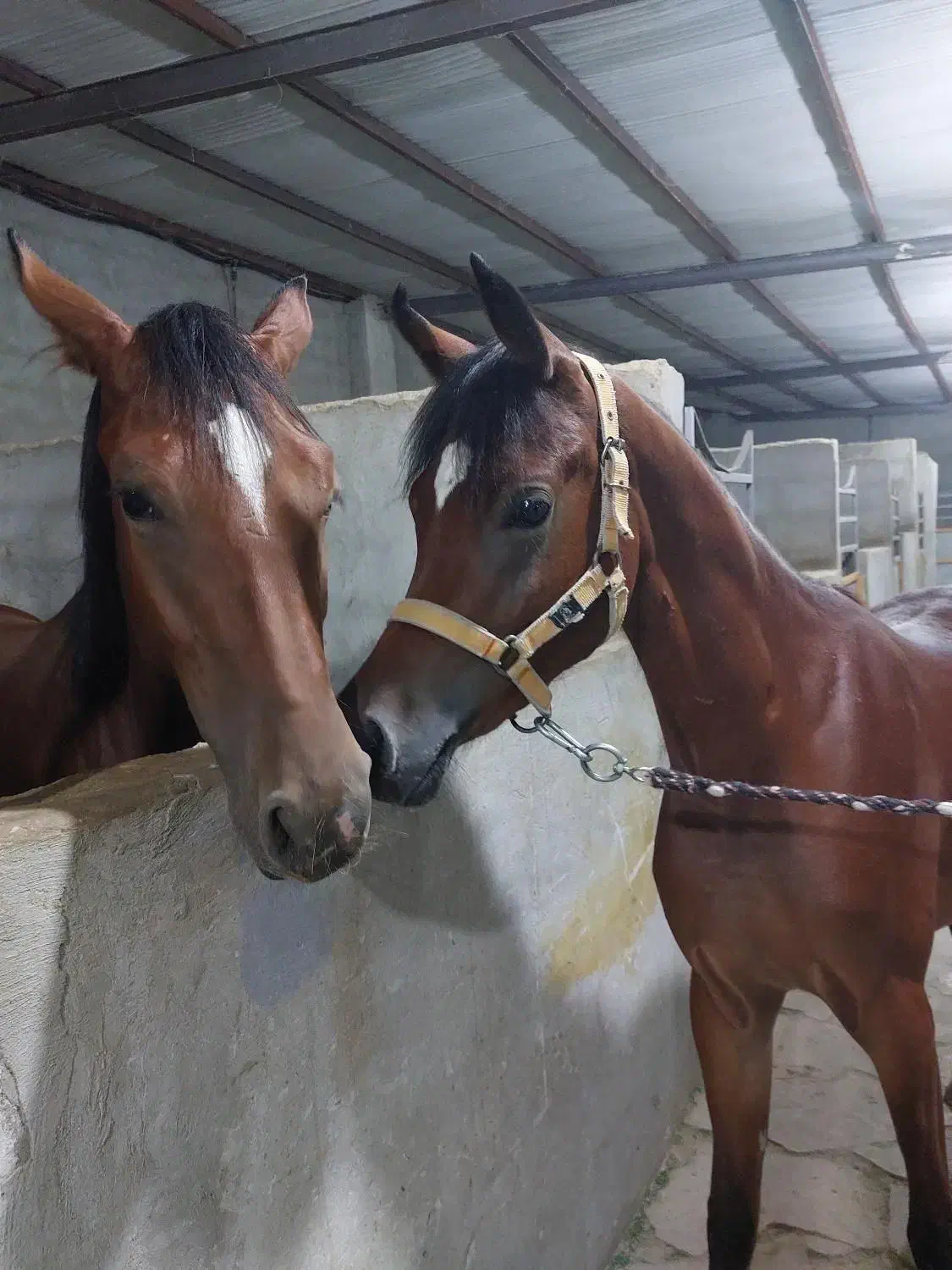 باشگاه سوارکاری اسب (پانسیون اسب و آموزش سوارکاری)|اسب و تجهیزات اسب‌سواری|تهران, سعیدآباد|دیوار