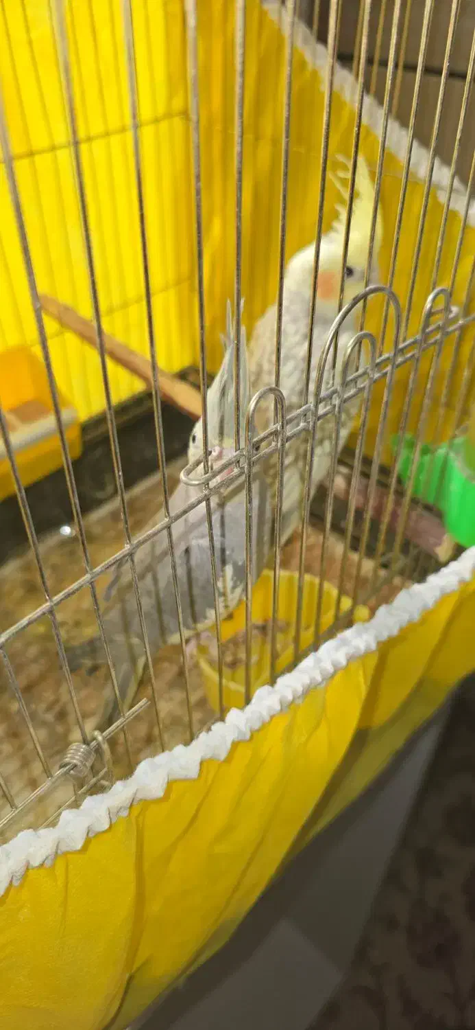 عروس هلندی نژاد اصیل|پرنده|فلاورجان, |دیوار