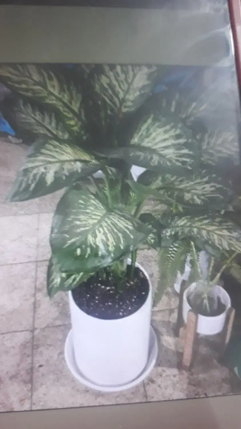 گلخانه گل و گیاه|استخدام خدمات فروشگاه و رستوران|بندرعباس, |دیوار