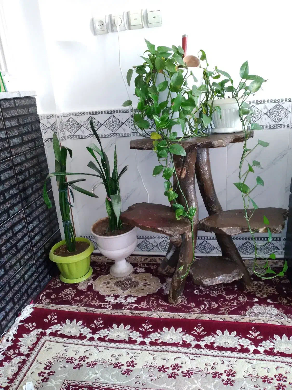 پایه گل با گلدان ها|گل و گیاه طبیعی|مشهد, شهید علی محمدی|دیوار