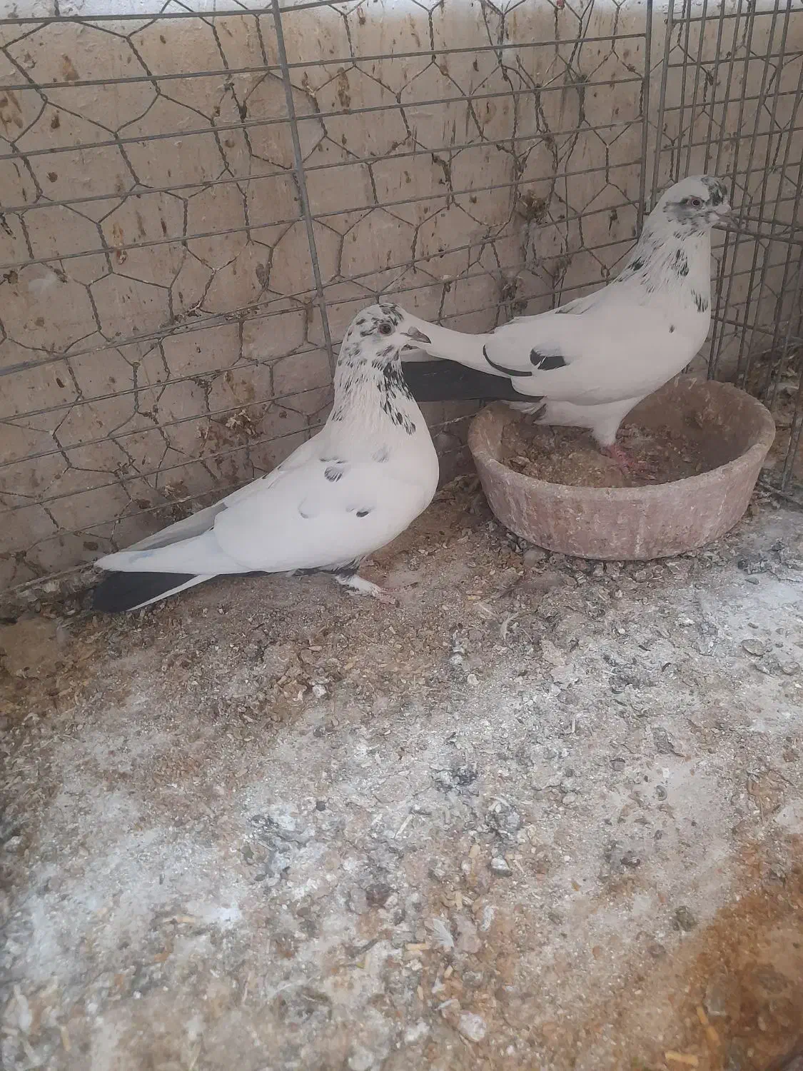 کبوتر|پرنده|کاشان, گبرها|دیوار