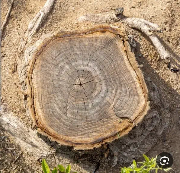 جمع آوری و خرید ریشه|خدمات باغبانی و درختکاری|خوی, |دیوار