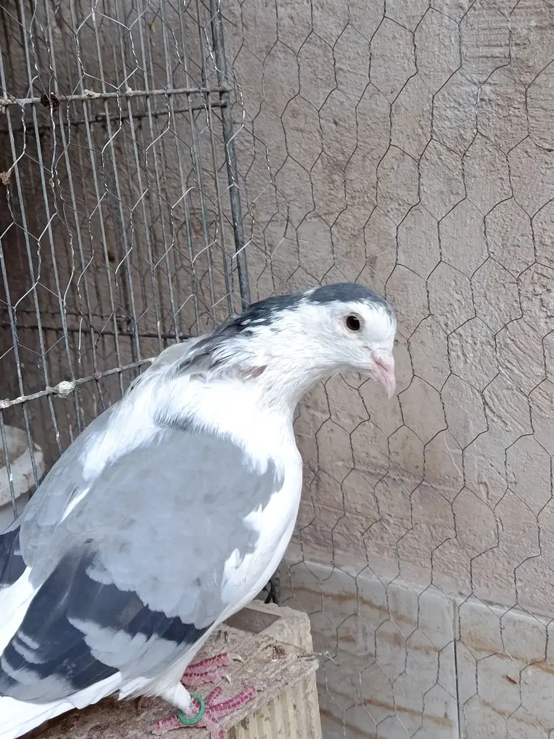 کبوتر نروماده دمگیر|پرنده|اصفهان, جاوان|دیوار