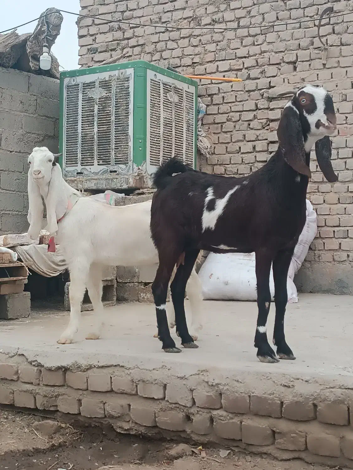 دو بز گلابی و پنجابی با دو کهره چاق کشتنی|حیوانات مزرعه|زابل, |دیوار