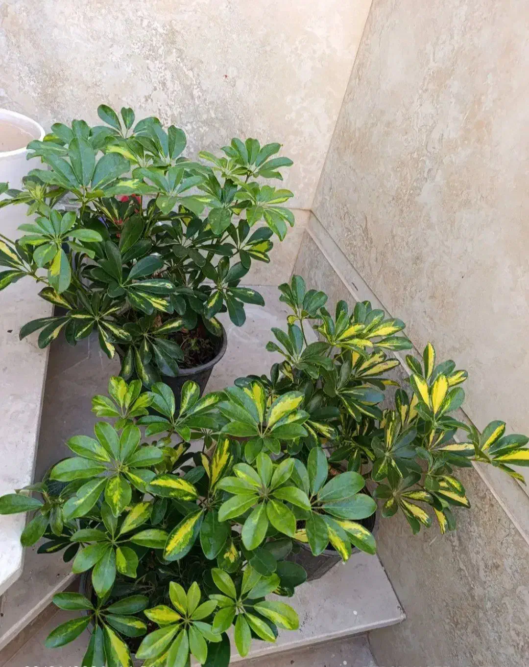 باباادم|گل و گیاه طبیعی|نیشابور, شهید بهشتی|دیوار