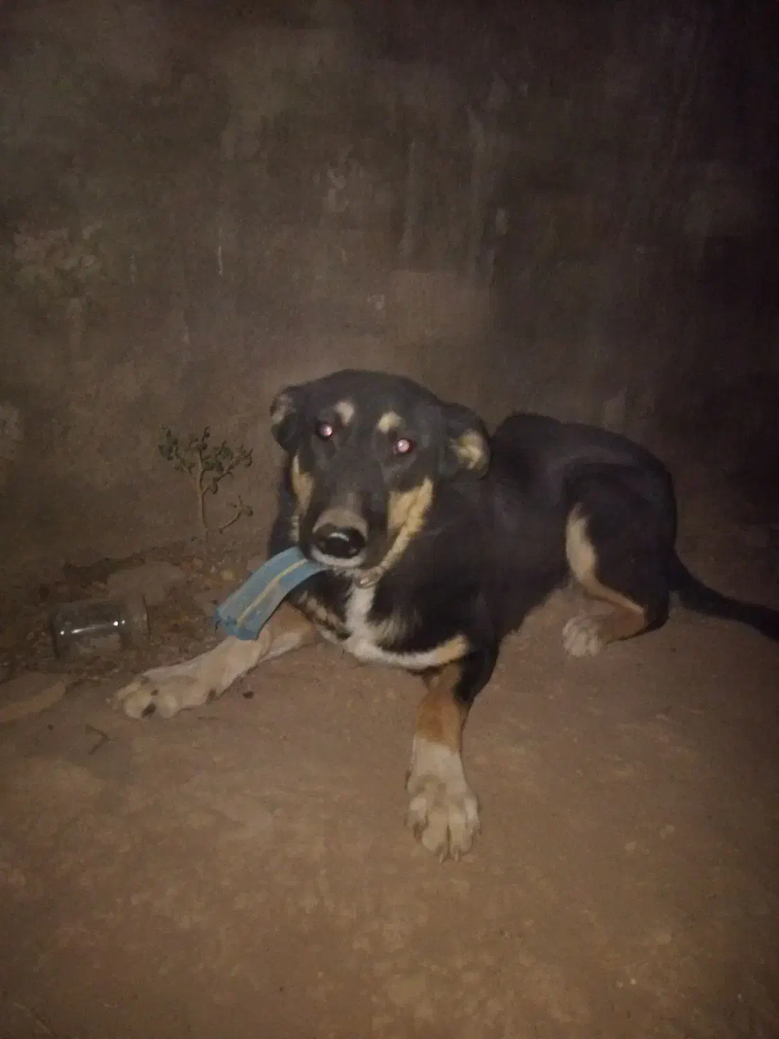 توله سگ نژاد دار|سگ|خرمآباد, |دیوار