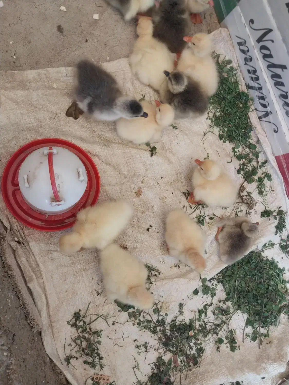 جوجه غاز|حیوانات مزرعه|احمدسرگوراب, |دیوار