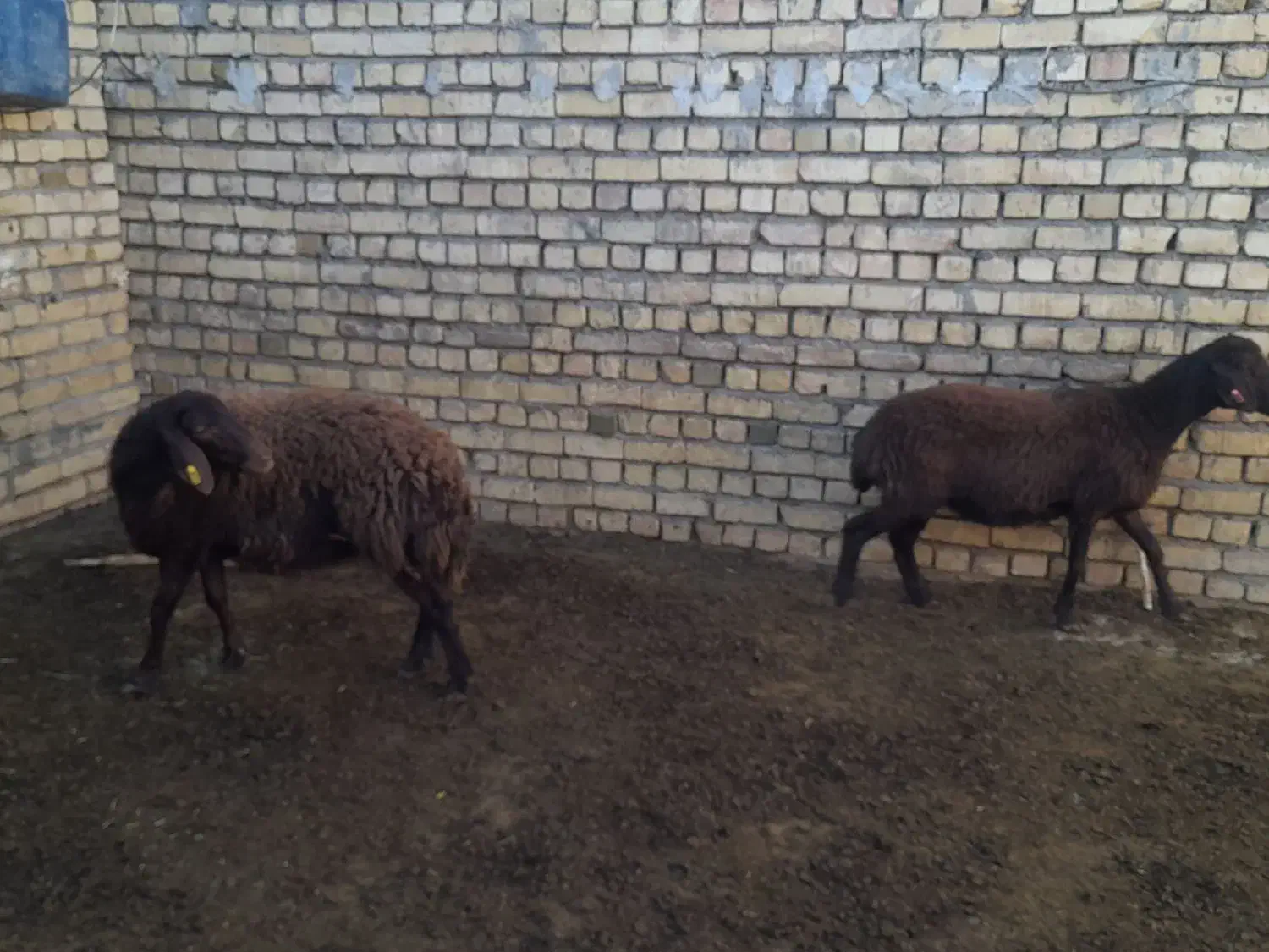 بره ماده پای قوچ|حیوانات مزرعه|خمین, |دیوار